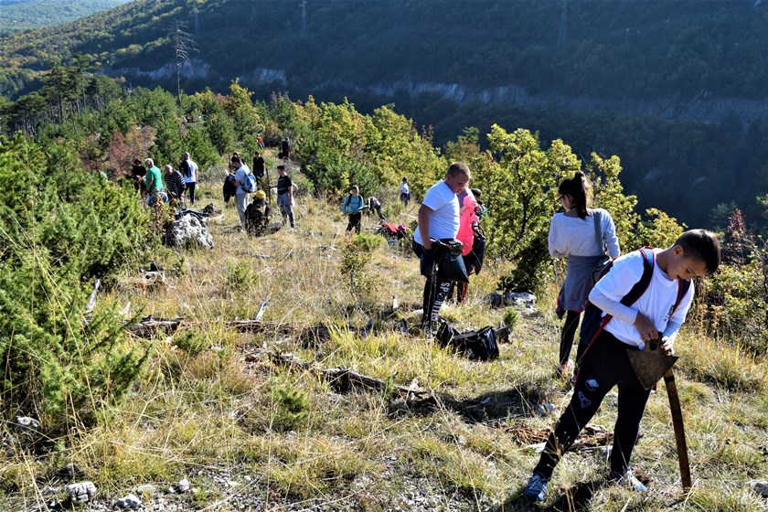 Zasadi drvo, ne budi panj