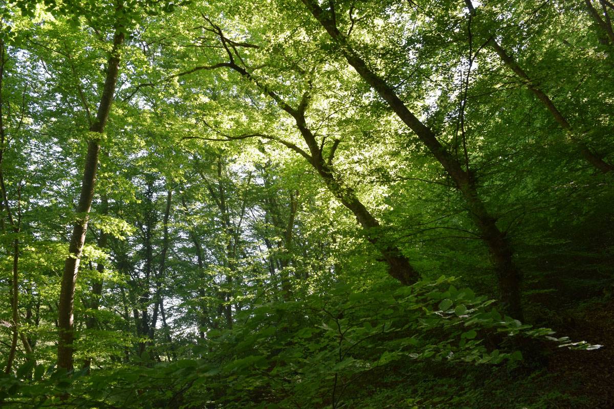 Ekološka akcija čišćenja, uređenja i markiranja postojećih staza na području Sutine